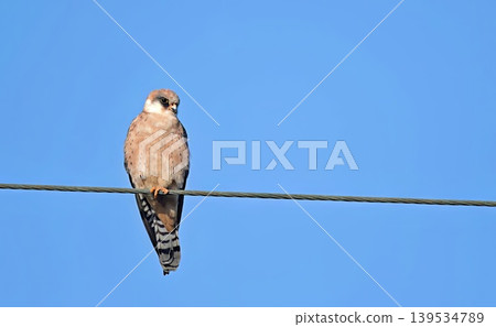 Red-footed Falcon (Falco vespertinus), Greece Red-footed Falcon (Falco vespertinus), Greece 139534789