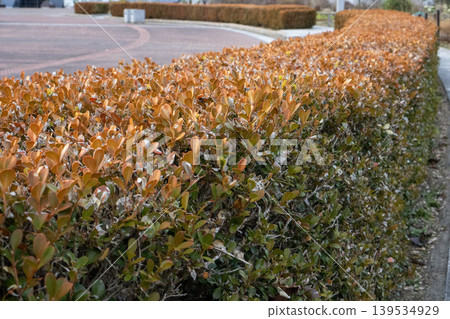 沿著郊區道路,延伸著一道由秋季橙色樹葉組成的樹籬。 沿著郊區道路,延伸著一道由秋季橙色樹葉組成的樹籬。 139534929