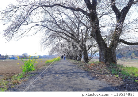 Miyano Sakura Embankment, Tochigi City, Tochigi Prefecture Miyano Sakura Embankment, Tochigi City, Tochigi Prefecture 139534985