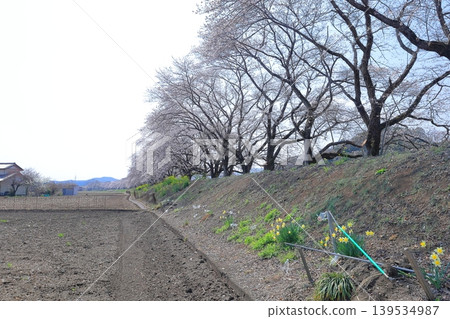 栃木縣栃木市宮野櫻堤岸 栃木縣栃木市宮野櫻堤岸 139534987