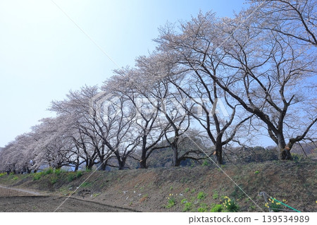 栃木縣栃木市宮野櫻堤岸 栃木縣栃木市宮野櫻堤岸 139534989