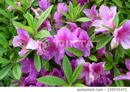 Azaleas and young leaves Azaleas and young leaves 139535472