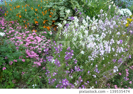 Colorful flowers Colorful flowers 139535474