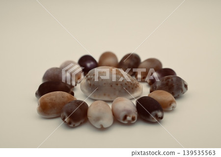 大量的貝殼 大量的貝殼 139535563