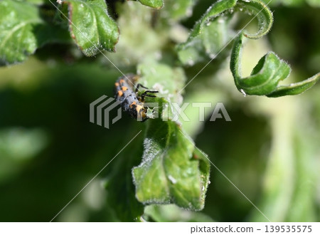 A ladybug larva eating an aphid. A ladybug larva eating an aphid. 139535575