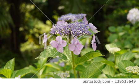 Hydrangea flower Hydrangea flower 139535649