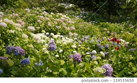 One side of hydrangea flowers One side of hydrangea flowers 139535650