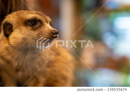 動物咖啡館 百鬼夜行 139535674