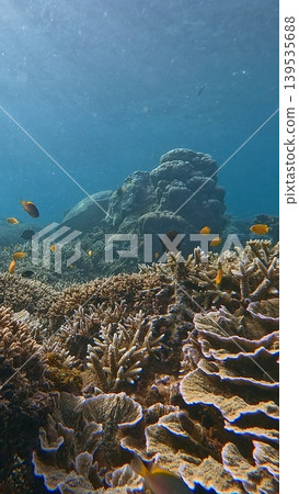 Dense turbinaria mesenterina growing among staghorn corals inhabited by lemon damsels and black tang in the renown diving destination in Dauin, Philippines Dense turbinaria mesenterina growing among staghorn corals inhabited by lemon damsels and black tang in the renown diving destination in Dauin, Philippines 139535688