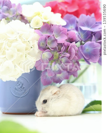 Hamsters and Hydrangeas Hamsters and Hydrangeas 139535690