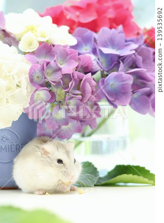 Hydrangeas and hamsters Hydrangeas and hamsters 139535692