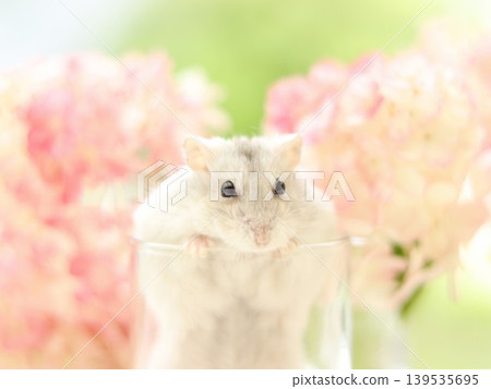 Hydrangeas and hamsters Hydrangeas and hamsters 139535695