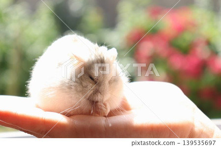 A cute hamster grooming itself in the palm of a hand A cute hamster grooming itself in the palm of a hand 139535697