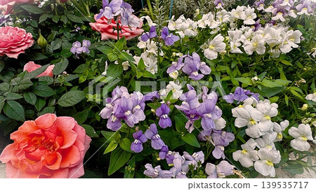 多彩多姿的鮮花 139535717