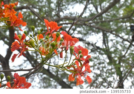 royal poinciana or flamboyant tropical red flower blooming making colorful summer in Thailand royal poinciana or flamboyant tropical red flower blooming making colorful summer in Thailand 139535733