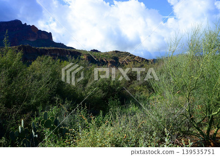 Sonoran Desert Arizona 139535751