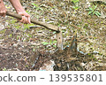 Bamboo shoots 139535801