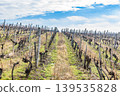 World Heritage Site: Historic and Cultural Landscape of the Tokaj Wine Region - Vineyards 139535828