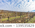 World Heritage Site: Historic and Cultural Landscape of the Tokaj Wine Region - Vineyards 139535829