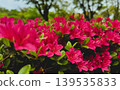 Red azalea flower 139535833