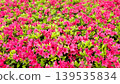 Azaleas in full bloom 139535834