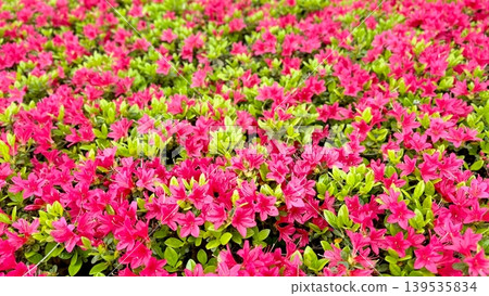 Azaleas in full bloom Azaleas in full bloom 139535834