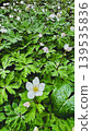White flowers blooming after the rain 139535836