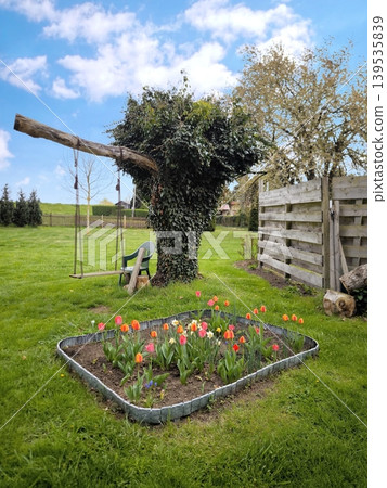 A spring garden with a tulip bed and a tree swing 139535839