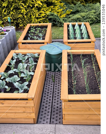 A well-appointed vegetable garden featuring raised wooden beds where seedlings are being grown. A well-appointed vegetable garden featuring raised wooden beds where seedlings are being grown. 139535846
