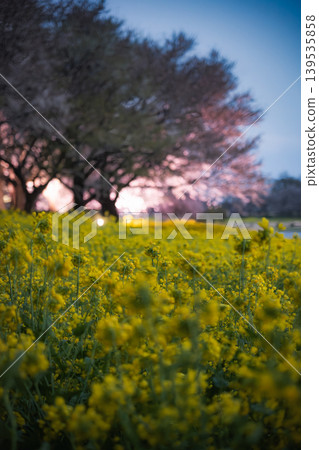 A field of rapeseed flowers glowing in the twilight, and cherry blossoms illuminated at night. 139535858