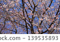 Meiro stopping on the cherry tree 139535893