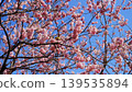 Meiro stopping on the cherry tree 139535894