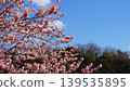 Meiro stopping on the cherry tree 139535895