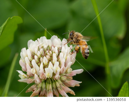 一隻歐洲蜜蜂停在一朵白三葉草花上。 139536058