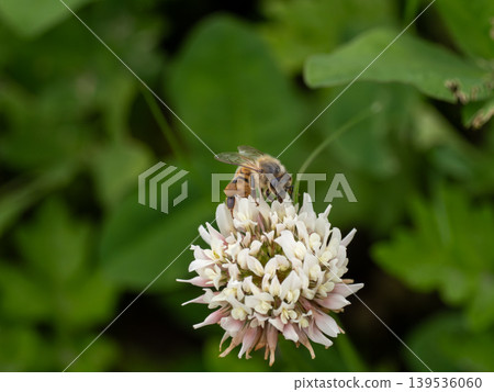 一隻歐洲蜜蜂停在一朵白三葉草花上。 139536060