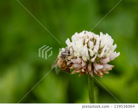 一隻歐洲蜜蜂停在一朵白三葉草花上。 139536064