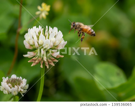一隻歐洲蜜蜂試圖落在一朵白三葉草花上。 139536065
