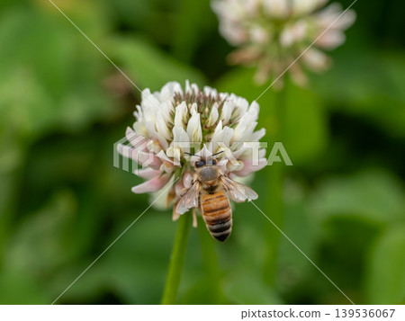 一隻歐洲蜜蜂停在一朵白三葉草花上。 139536067