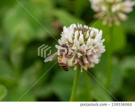 一隻歐洲蜜蜂停在一朵白三葉草花上。 139536068