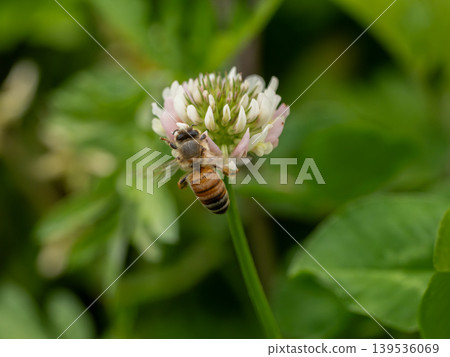一隻歐洲蜜蜂停在一朵白三葉草花上。 139536069