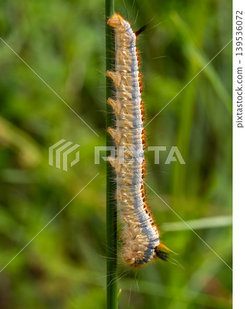 Bamboo moth larva on a grass 139536072
