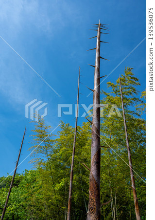 A bamboo shoot stretching high against a blue sky. 139536075
