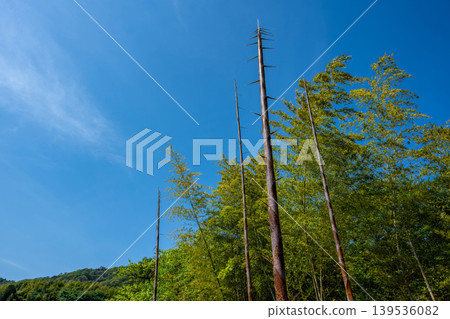 一根竹筍高高聳立,映襯著藍天。 一根竹筍高高聳立,映襯著藍天。 139536082