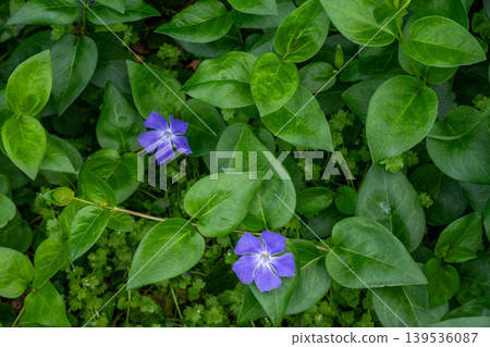 路邊盛開的長春花 路邊盛開的長春花 139536087