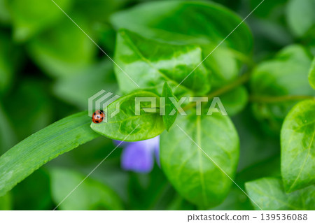 長春花葉子上的瓢蟲 長春花葉子上的瓢蟲 139536088