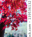 Bright red autumn leaves 139536132