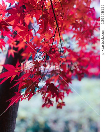 鮮紅的秋葉 139536132