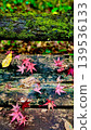 Autumn leaves falling on moss 139536133