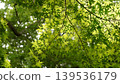Fresh green leaves 139536179
