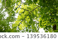 Fresh green Metasequoia 139536180